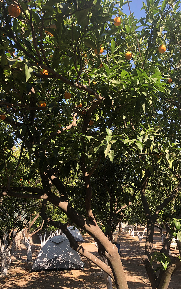Kamp Kuralları